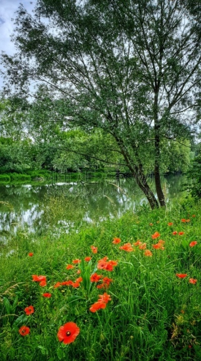 Paysage de bord de rivière. Normandie. Eure.Printemps.Des coquelicots au premier plan,l'herbe et un arbre en bordure de la rive.Contraste entre le rouge des fleurs et le vert du reste du paysage.