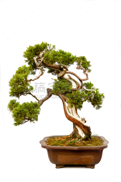 盆景,白色,分离着色,常绿树,传统,圆石,背景分离,花盆,禅宗,草