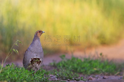 山鹑,草,灰发,绿色,夏天,在之间,自然,褐色,水平画幅,生物
