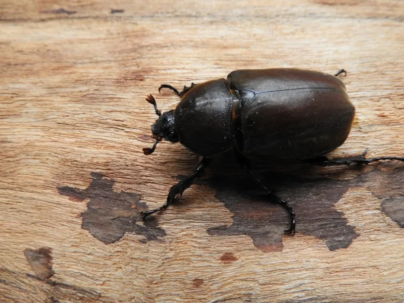 王昆虫 王昆虫图片 王昆虫素材下载 稿定素材 王昆虫 王昆虫图片 王昆虫素材下载 稿定素材