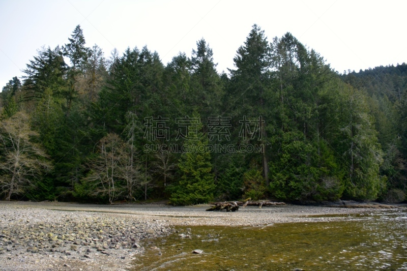 植物群,徒步旅行,水平画幅,无人,巨头鹊鸭鸭,苔藓,蘑菇,海狮,户外,大不列颠哥伦比亚