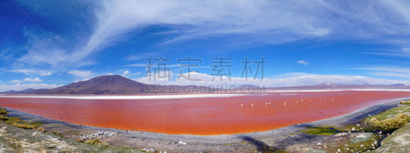 火烈鸟,泻湖,红色,玻利维亚,红湖,野生动物,安第斯红鹳,动物群,自然美,动物