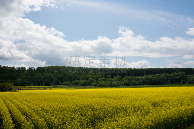 油菜花,田地,东川镇,休闲场,油菜科,北海道,天空,留白,水平画幅,十字花科