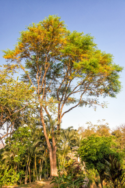 Tree and Golden Light