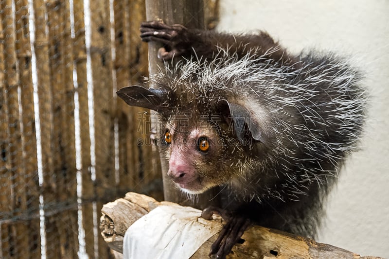 aye-aye,塔那那利佛,动物手指,实地考察旅行,狐猴,美,水平画幅,夜晚,动物学,动物身体部位