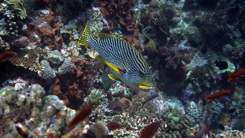 oriental sweetlips,库莫度,印度尼西亚,岛,水平画幅,无人,水下,野外动物,海洋生命,一只动物