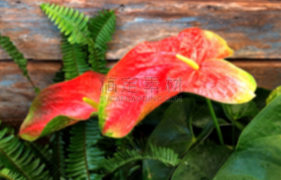 花烛属,红色,肉穗花序,佛焰苞,水平画幅,尖的,无人,明亮,植物,热带气候
