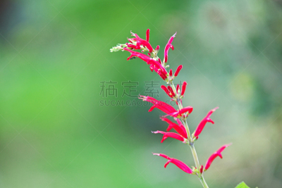 鼠尾草,秀丽隐杆线虫,红色,植物,水平画幅,秋天,无人,日本,藤泽市,神奈川县