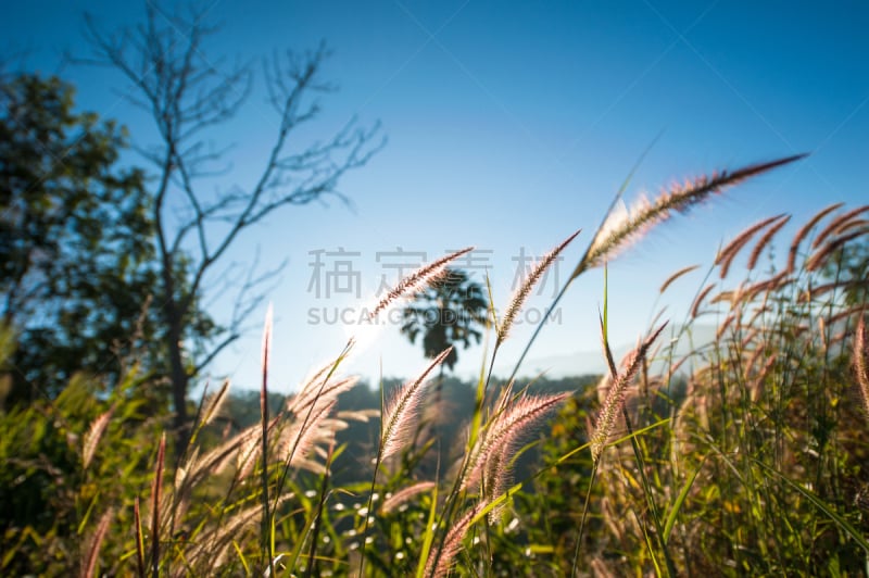 柔和,蓝色,抽象,羽毛草,白色,潘帕斯大草原,度假胜地,水平画幅,早晨,夏天