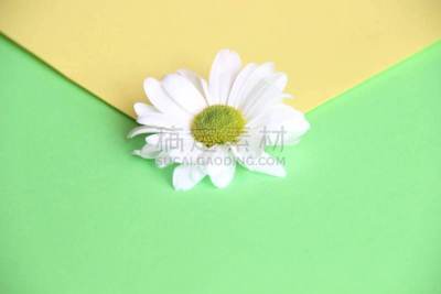 信封,黄色,雏菊,绿色,特写,彩色图片,在中心,两个物体,花,溅