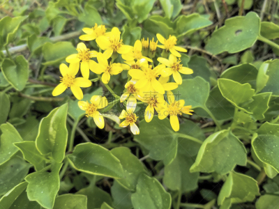 常春藤,千里光,斗篷,加利西亚,自然,黄色,图像,无人,植物,雏菊族