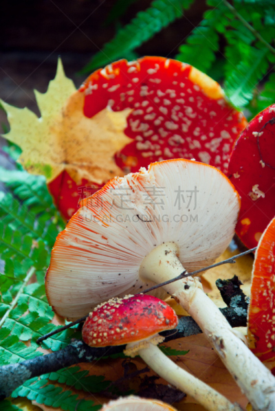 毒蝇菇,伞形毒菌,毒蘑菇,自然,垂直画幅,褐色,秋天,无人,九月,有毒生物体