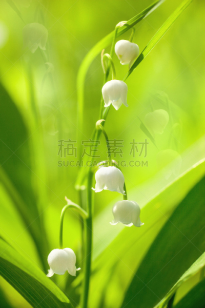 铃兰,五月花号船,自然,垂直画幅,芳香的,无人,五月,轻的,户外,特写