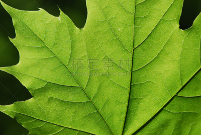 叶子,自然,背景,建筑结构,水平画幅,进行中,无人,夏天,户外,光