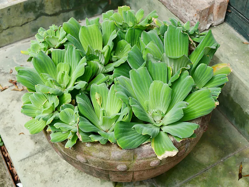水浮莲水生植物 水浮莲水生植物图片 水浮莲水生植物素材下载 稿定素材