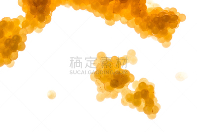 鱼子酱,白色背景,黑斑狗鱼,性腺,崎岖不平,未成熟的,水平画幅,产卵,摄影
