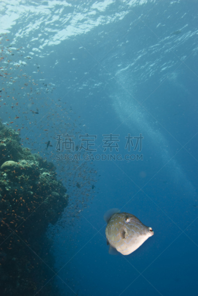 潦草,豚鱼,相机,绿鳍马面鲀,红海,自然,垂直画幅,留白,野生动物,无人