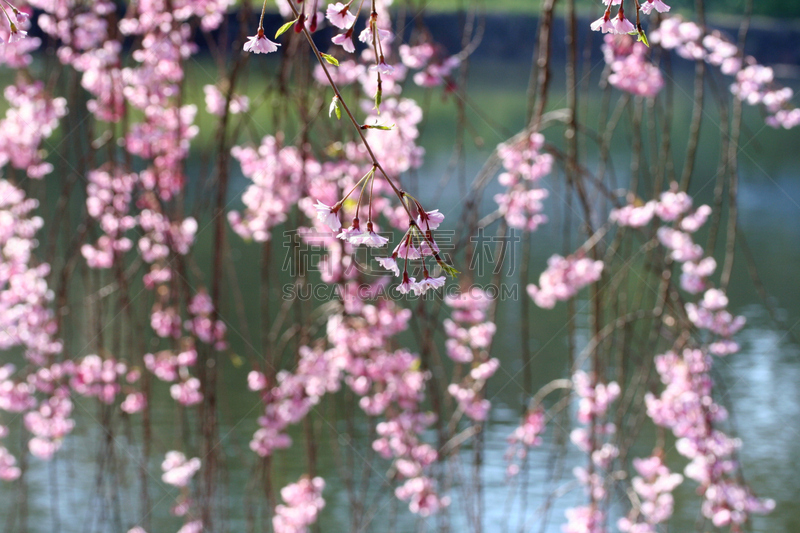 樱桃,垂枝日本早樱,重瓣花,沼,温带的花,水平画幅,樱花,无人,户外,湖