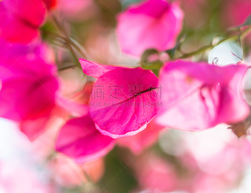 粉色,花瓣,自然,红色,图像,花朵,英国,枝,色彩鲜艳,生物