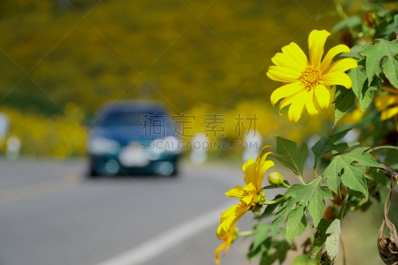 自然,机动车,清新,汽车,弱点,脆弱,陆用车,泰国,图像,自然美