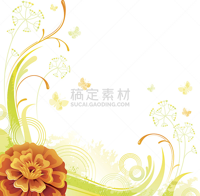 万寿菊,橙色,仅一朵花,背景,留白,正方形,活力,可爱的,清新,边框