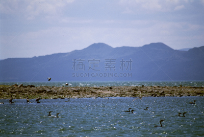 鸟类,肯尼亚,特坎那湖,灵性,朱鹭,野生动物,水平画幅,埃尔门特塔湖,无人,巨大的