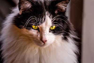 缅因库恩猫,黄眼睛,美国,水平画幅,猫,无人,光,黑白图片,摄影