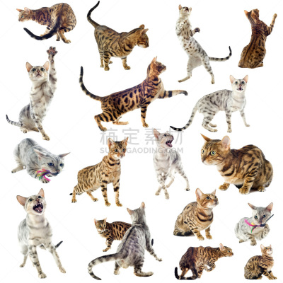 孟加拉猫,豹纹,猫的叫声,短毛猫,可爱的,灰色,姿态优美,雄性动物,动物牙齿,动物嘴