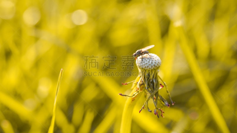 两翼昆虫,蒲公英,干的,仅一朵花,园林,黄色背景,美,水平画幅,夏天,户外