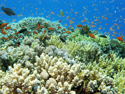 水下,礁石,鱼类,海洋,多色的,anthias fish,鸡尾酒,水,水平画幅,水肺潜水