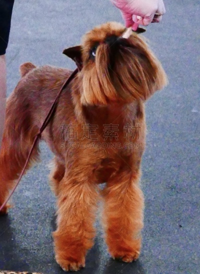小的,狗,培训课,牧羊犬,受过训练的狗,鼠猎犬,哈巴狗,与众不同,驯狗员