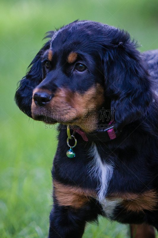 戈登塞特猎犬,小狗,贝尔,粉色,垂直画幅,褐色,追踪人,寻回犬,动物耳朵,动物身体部位