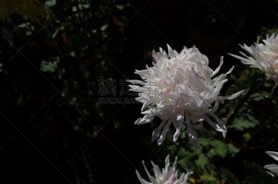 白色,菊花,江户时代,传统,清新,仅一朵花,枝繁叶茂,自然美,植物,户外