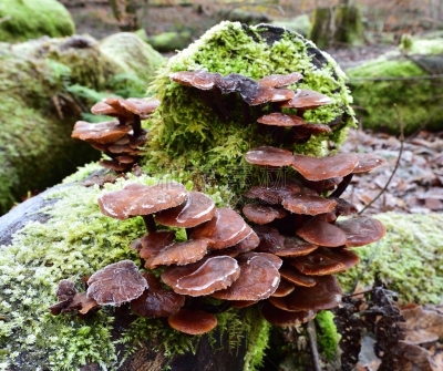 真菌,秋天,子结构,真菌学,双核亚界,蘑菇的结构,真核生物,地衣,秋季系列,水平画幅