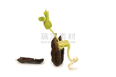 雨豆树,种子,叶子,身份,萨满教,白色背景,科学,分离着色,秧苗,绿色