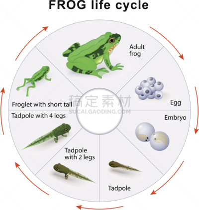 青蛙,两栖纲,新生活,生物学,脚踏车,环境,蟾蜍,卵,自行车,动物