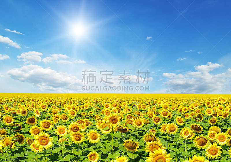 向日葵,自然,黄色,季节,自由,图像,草,无人,夏天,户外
