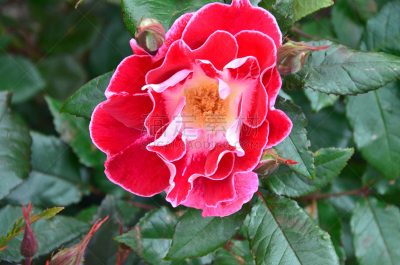 akaroa,新西兰坎特伯雷地区,红色,新西兰,白色,黄色,玫瑰,仅一朵花,植物,水平画幅