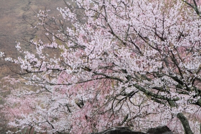 静冈县,日本,樱桃树,雨,伊豆半岛,樱之花,安装牛磺,自然,天空,式样