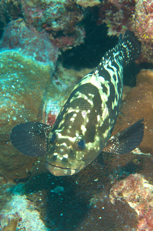 斑点,黑鳍鼻鲈,pectoral fin,鲶科鱼,自然,垂直画幅,伪装色,动物嘴,水下,野外动物