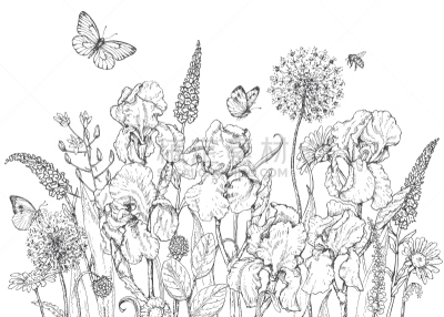 草图,鸢尾,昆虫,野生植物,花坛,蝴蝶,黑白图片,绘画插图,古典式,夏天
