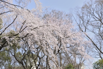 花朵,樱之花,刺针樱桃树木,美洲稠李,亚洲樱桃树,清新,景观设计,自然美,吉野樱花,春天