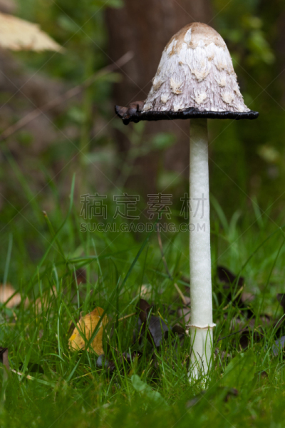 笔帽状蘑菇,自然,垂直画幅,绿色,秋天,无人,蘑菇,草坪,户外,高大的