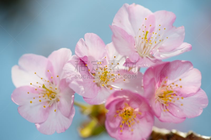 川津,自然,水平画幅,樱花,无人,樱桃树,花头,摄影,花