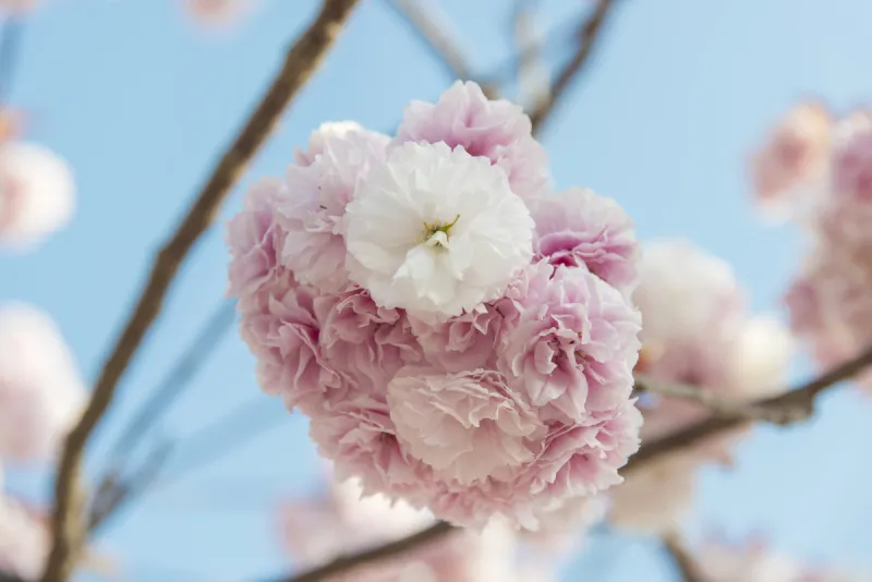 桃色花 桃色花图片 桃色花素材下载 稿定素材