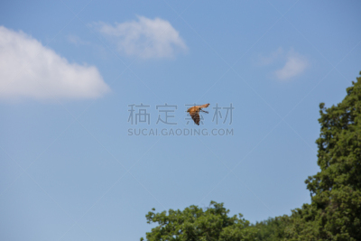 老鹰,鹭管鱼,红隼,食肉鸟,水平画幅,指甲,无人,鸟类,掠夺性的被囊类动物,野外动物