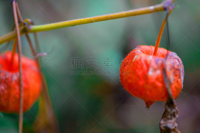 秋天,特写,水果,霜,冬天,微距,早晨