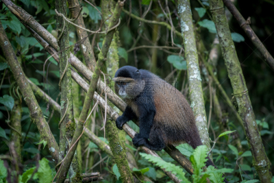 parc national des volcans,金丝猴,卢旺达,猴子,自然,野生动物,美国,水平画幅,绿色,非洲