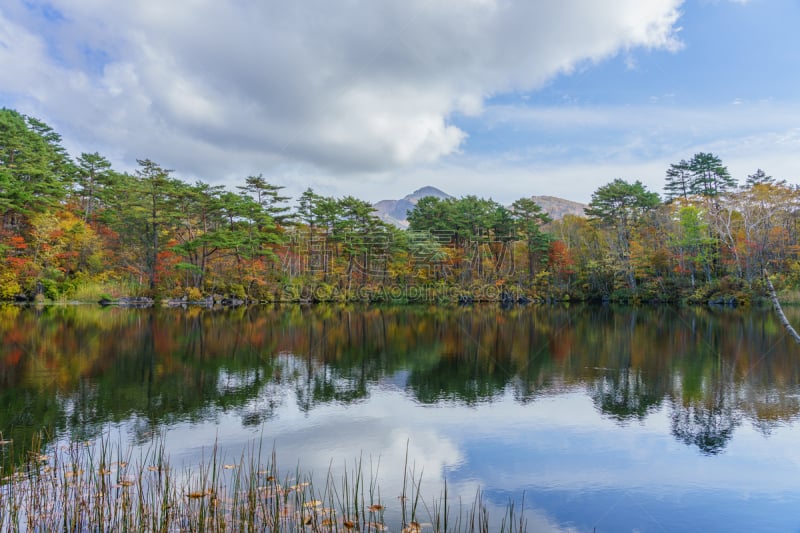 池塘,日本,秋天,叶子,福岛县,国内著名景点,旅途,公园,格希奇努麦,枝繁叶茂