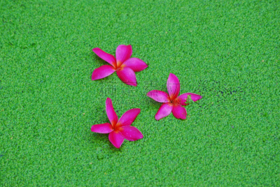 浮萍,赤素馨花,温带的花,水平画幅,乒乓球,彩色背景,球洞区,抽象背景,绿色背景,热带的花